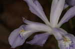 Dwarf crested iris